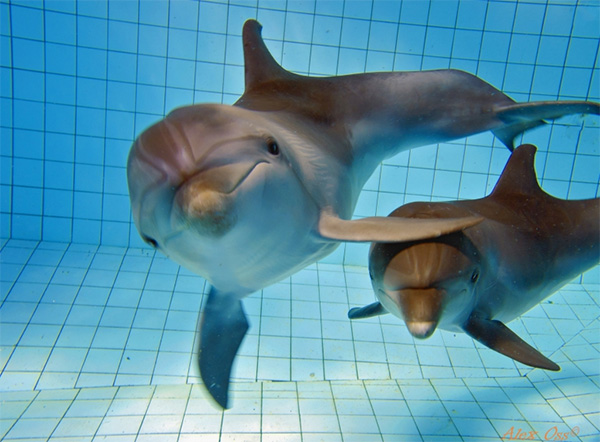 Фото: набережночелнинский дельфинарий "Дельфинарий"